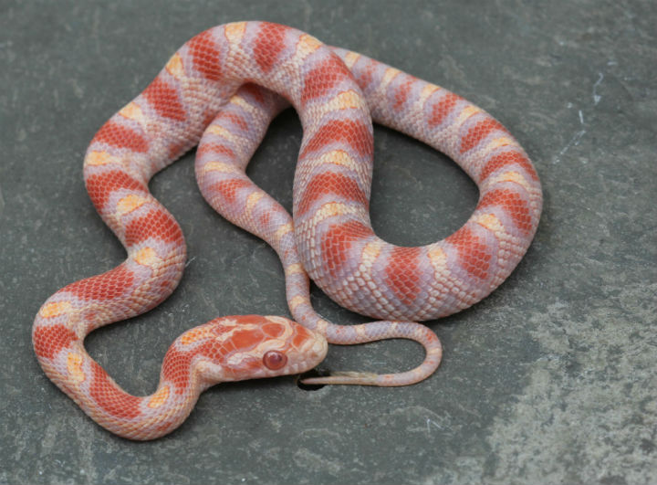 Reverse Okeetee Corn Snake.